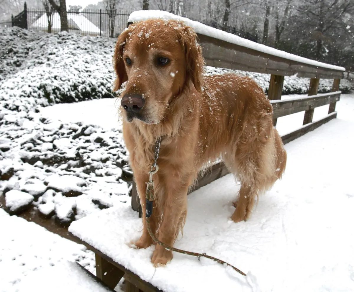 10 Best Dog Walking Areas Along the Svratka River