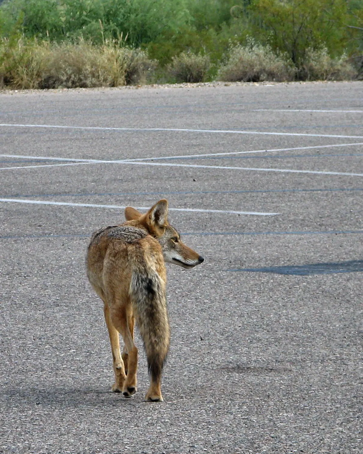 Walking from Latrán to Old Town via River: A Local Guide
