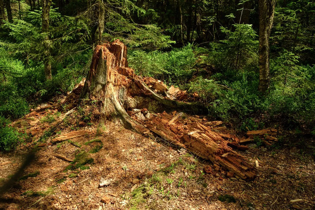 10 Best Sights Near the Kladska Peat Bog Walk