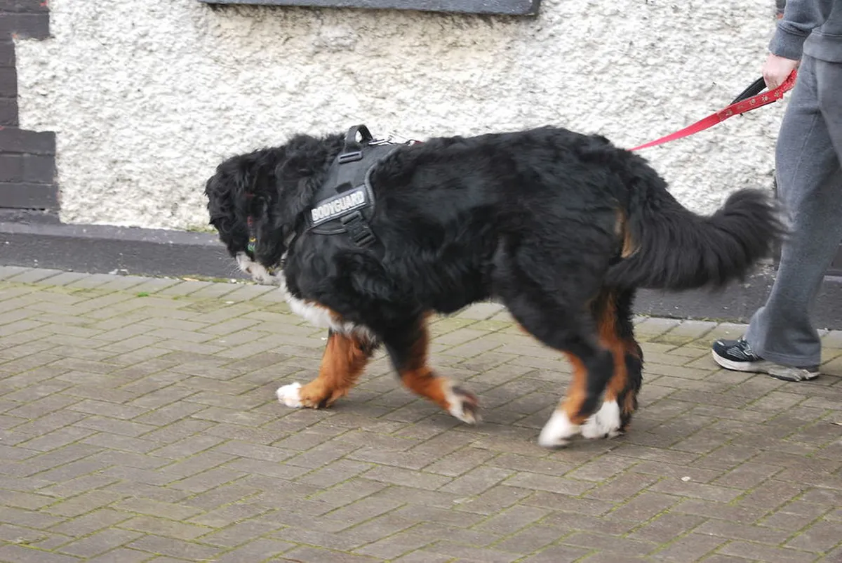 9 Best Free Running Dog Areas in Olomouc (2026 Guide)