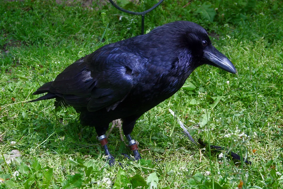 Guide to the Krkavec Observation Tower Hike in Plzeň